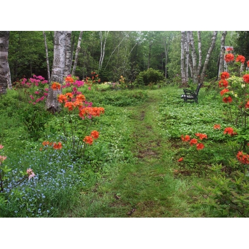 Canada, New Brunswick, garden and forest